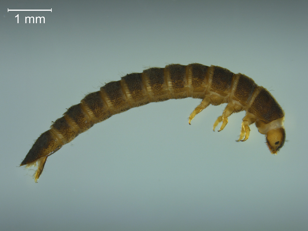 Macronychus quadrituberculatus